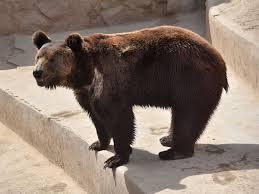 Attēlu rezultāti vaicājumam “Ursus arctos”