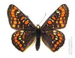 Attēlu rezultāti vaicājumam “Euphydryas maturna pupa”