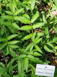 Attēlu rezultāti vaicājumam “Rubus illecebrosus”