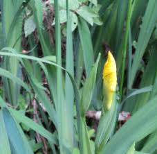 Attēlu rezultāti vaicājumam “Iris pseudacorus fruit”