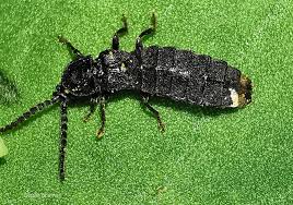 Attēlu rezultāti vaicājumam “Phosphaenus hemipterus”