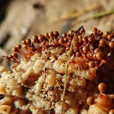 Attēlu rezultāti vaicājumam “Hemitrichia calyculata young”