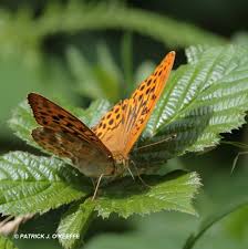 Attēlu rezultāti vaicājumam “Argynnis paphia”