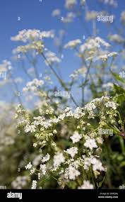 Attēlu rezultāti vaicājumam “Anthriscus sylvestris flower”