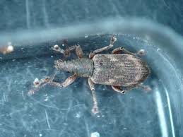 Attēlu rezultāti vaicājumam “Polydrusus tereticollis”