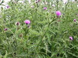 Attēlu rezultāti vaicājumam “Carduus crispus leaf”