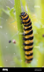 Attēlu rezultāti vaicājumam “Zygaena lonicerae larva”