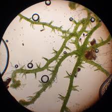 Attēlu rezultāti vaicājumam “Cephaloziella elachista”