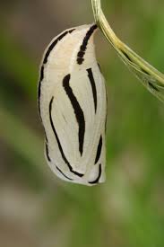 Attēlu rezultāti vaicājumam “Coenonympha arcania”