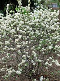 Attēlu rezultāti vaicājumam “Fothergilla major”