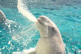 「うみのイルカ」の画像検索結果