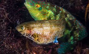 Image result for Symphodus melops