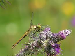 Attēlu rezultāti vaicājumam “Sympetrum sanguineum female”