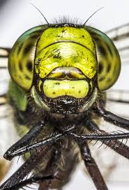 Attēlu rezultāti vaicājumam “Aeshna viridis”