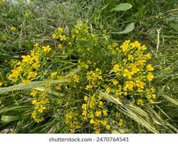 Attēlu rezultāti vaicājumam “Rorippa sylvestris flower”