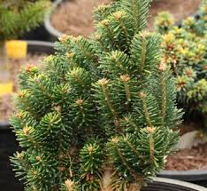 Attēlu rezultāti vaicājumam “Abies mariesii”