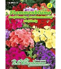 Image result for Phlox (großblumig)