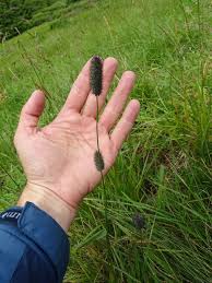 Attēlu rezultāti vaicājumam “Phleum phleoides fruit”
