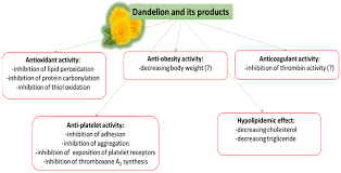 Attēlu rezultāti vaicājumam “Taraxacum officinale aggr. fruit”