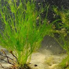 Attēlu rezultāti vaicājumam “Nitella flexilis”