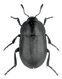 Attēlu rezultāti vaicājumam “Silpha obscura”