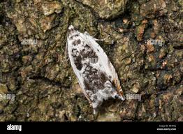 Attēlu rezultāti vaicājumam “Ancylis laetana”