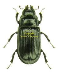 Attēlu rezultāti vaicājumam “Ceruchus chrysomelinus”