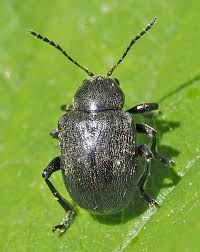 Attēlu rezultāti vaicājumam “Adoxus obscurus”