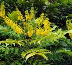 Attēlu rezultāti vaicājumam “Mahonia aquifolium flower”