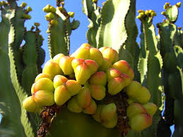 Attēlu rezultāti vaicājumam “Euphorbia palustris fruit”