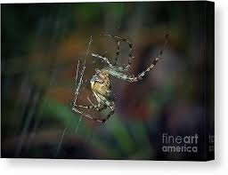 Attēlu rezultāti vaicājumam “Metellina segmentata”