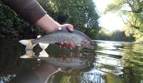 Image result for Taunton Angling Association