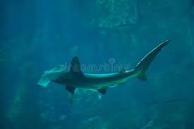 Image result for Sphyrna zygaena