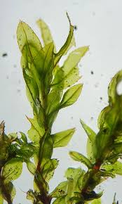 Attēlu rezultāti vaicājumam “Mnium marginatum”