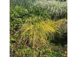 Attēlu rezultāti vaicājumam “Carex elata flower”