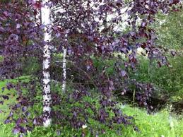 Attēlu rezultāti vaicājumam “Betula pubescens flower”
