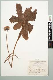 Attēlu rezultāti vaicājumam “Hypochaeris maculata”