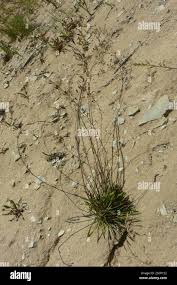 Attēlu rezultāti vaicājumam “Silene chlorantha”