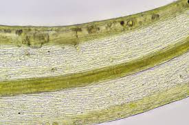 Attēlu rezultāti vaicājumam “Sanionia uncinata”