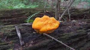 Attēlu rezultāti vaicājumam “Hapalopilus croceus”