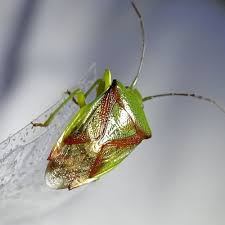 Attēlu rezultāti vaicājumam “Elasmostethus interstinctus imago”