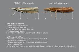 Attēlu rezultāti vaicājumam “Agriphila tristella”