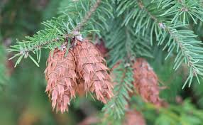 Attēlu rezultāti vaicājumam “Pseudotsuga menziesii fruit”