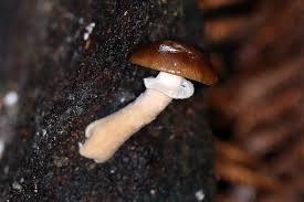 Attēlu rezultāti vaicājumam “Armillaria sp.”