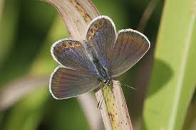 Attēlu rezultāti vaicājumam “Plebejus argyrognomon”