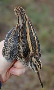 Image result for Lymnocryptes minimus