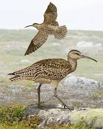 Image result for Numenius borealis