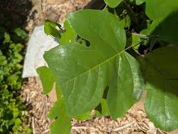 Attēlu rezultāti vaicājumam “Populus simonii leaf”