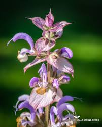 Image result for Salvia sclarea
