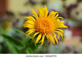 Image result for Inula hirta